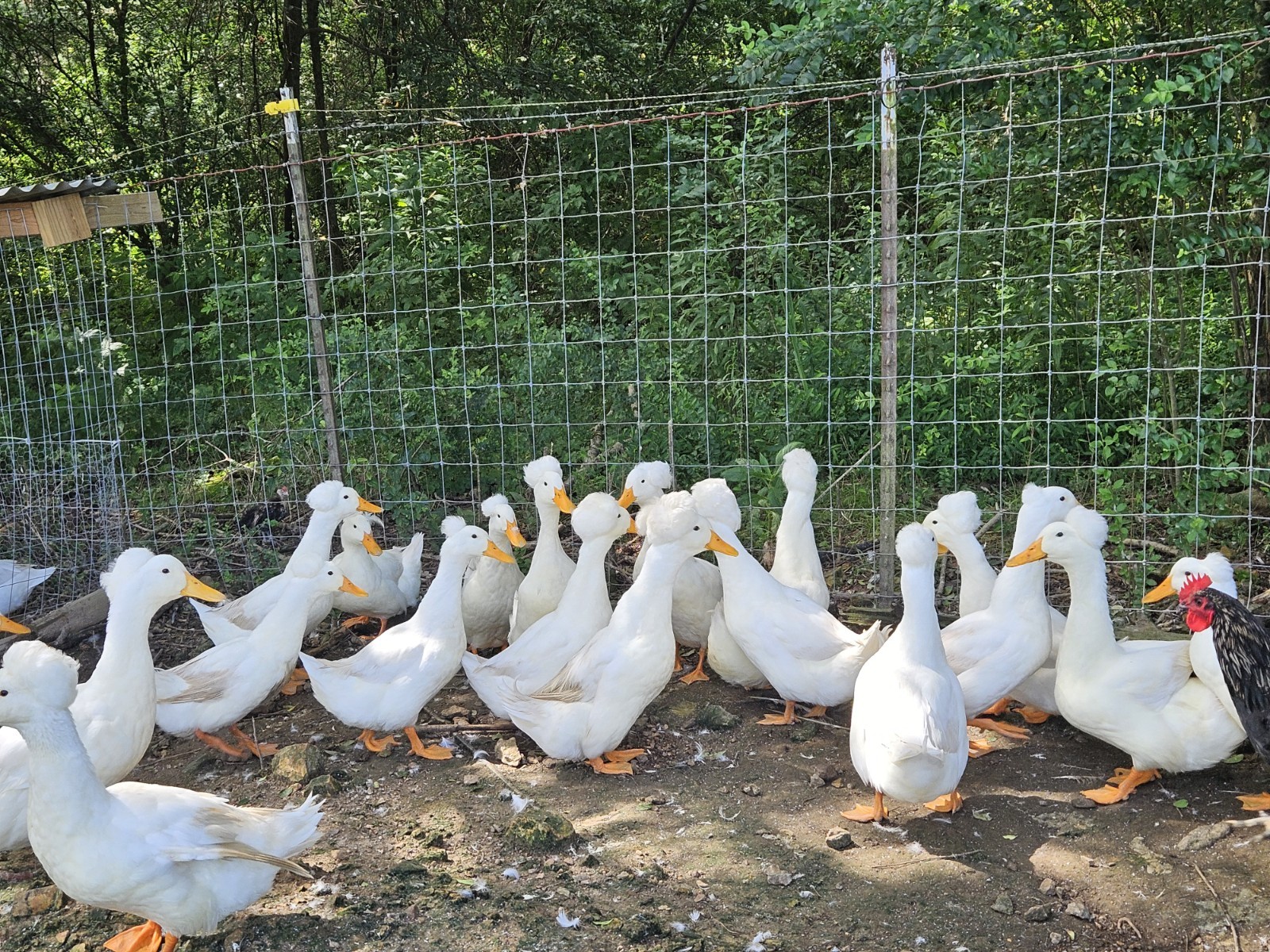10+2 White Crested Duck Hatching Eggs