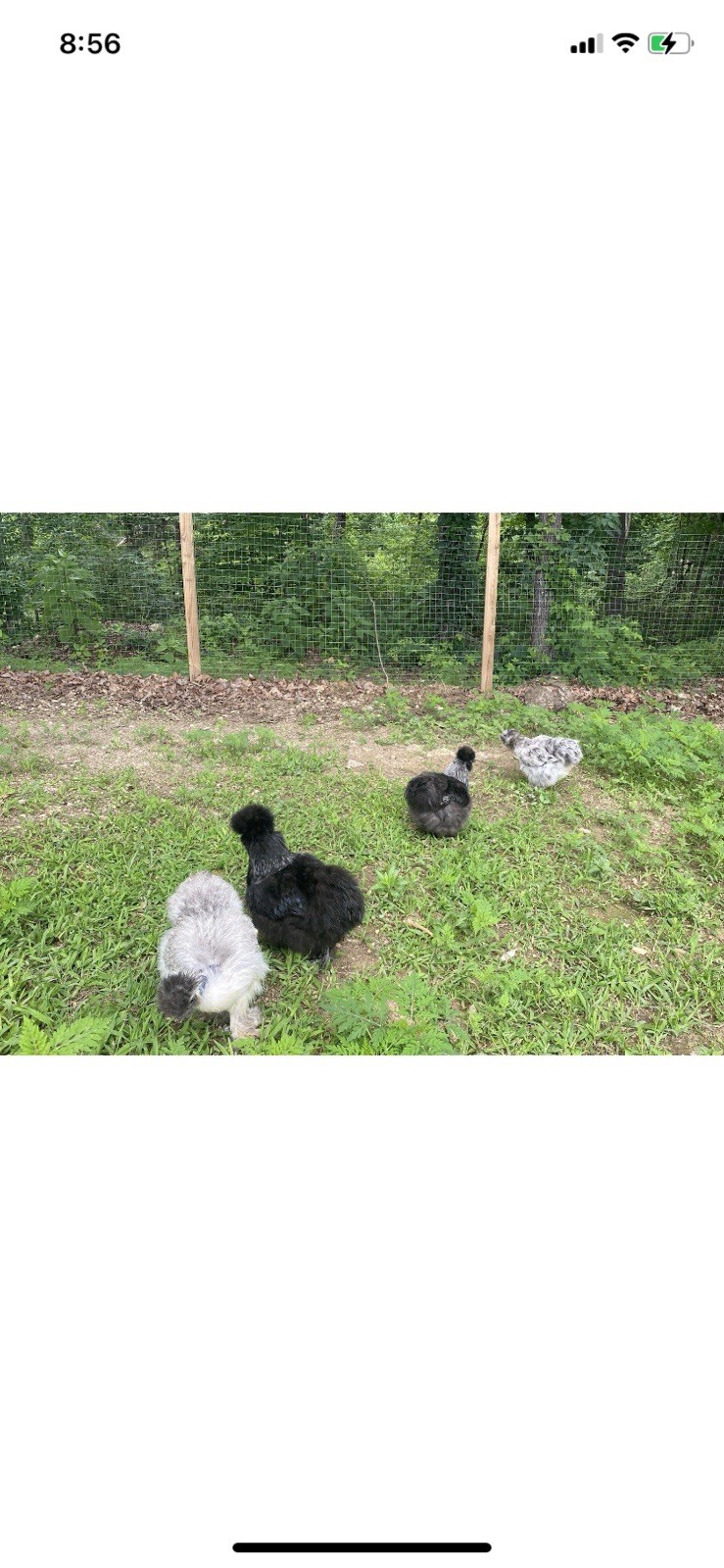 24 Bearded Silkie Hatching Eggs