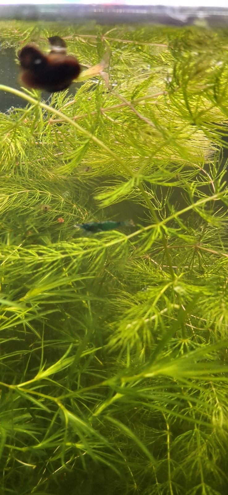 Hornwort Aquatic Plant