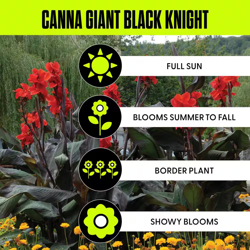 Cannas Giant Black Knight Bulbs (Set of 6)