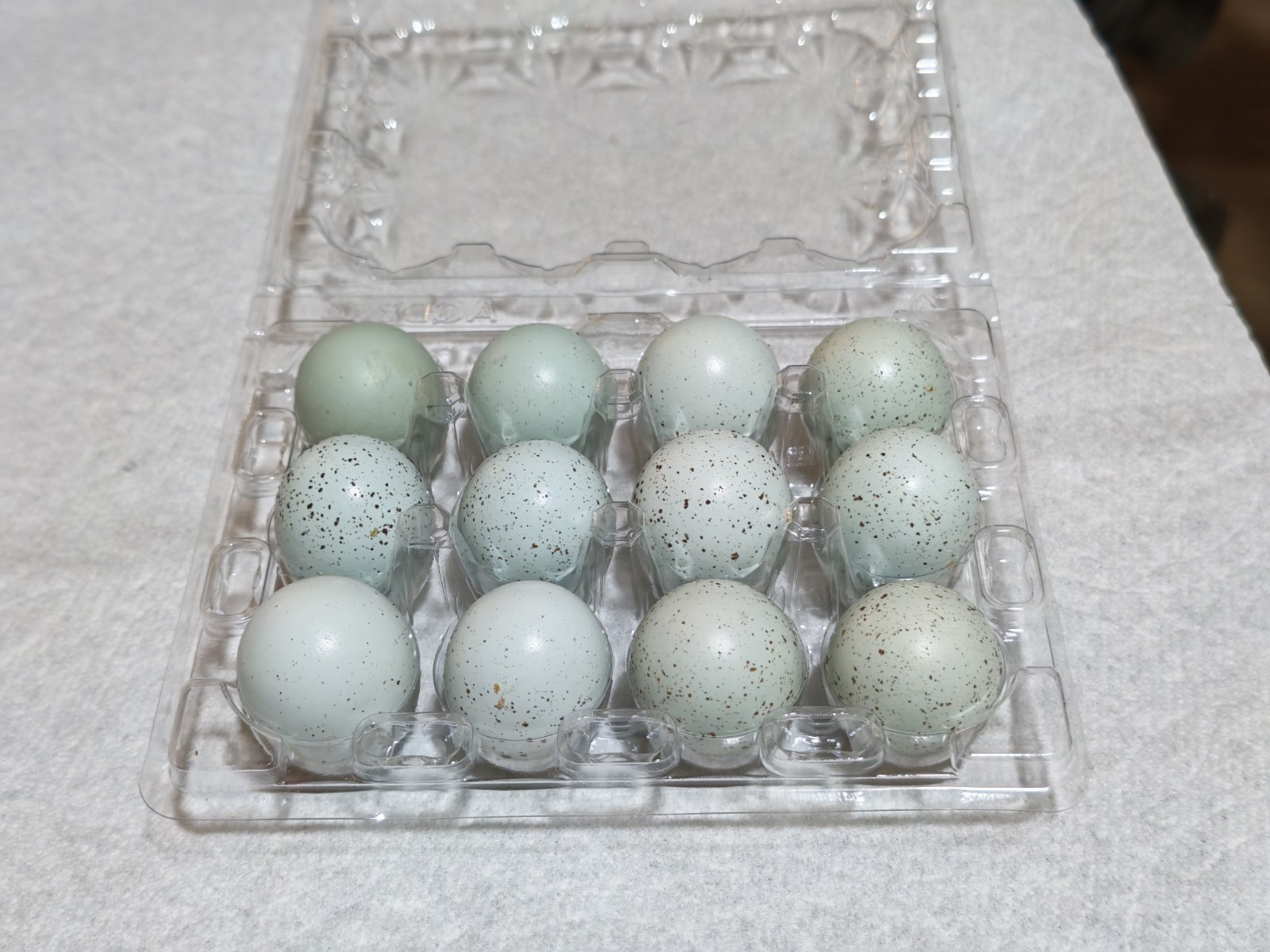 30+ Celadon Coturnix Quail Hatching Eggs