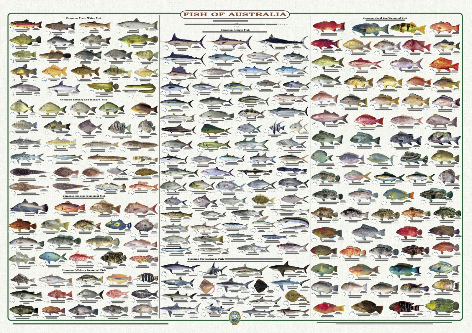 FISH OF AUSTRALIA   - LAMINATED -  WALL CHART