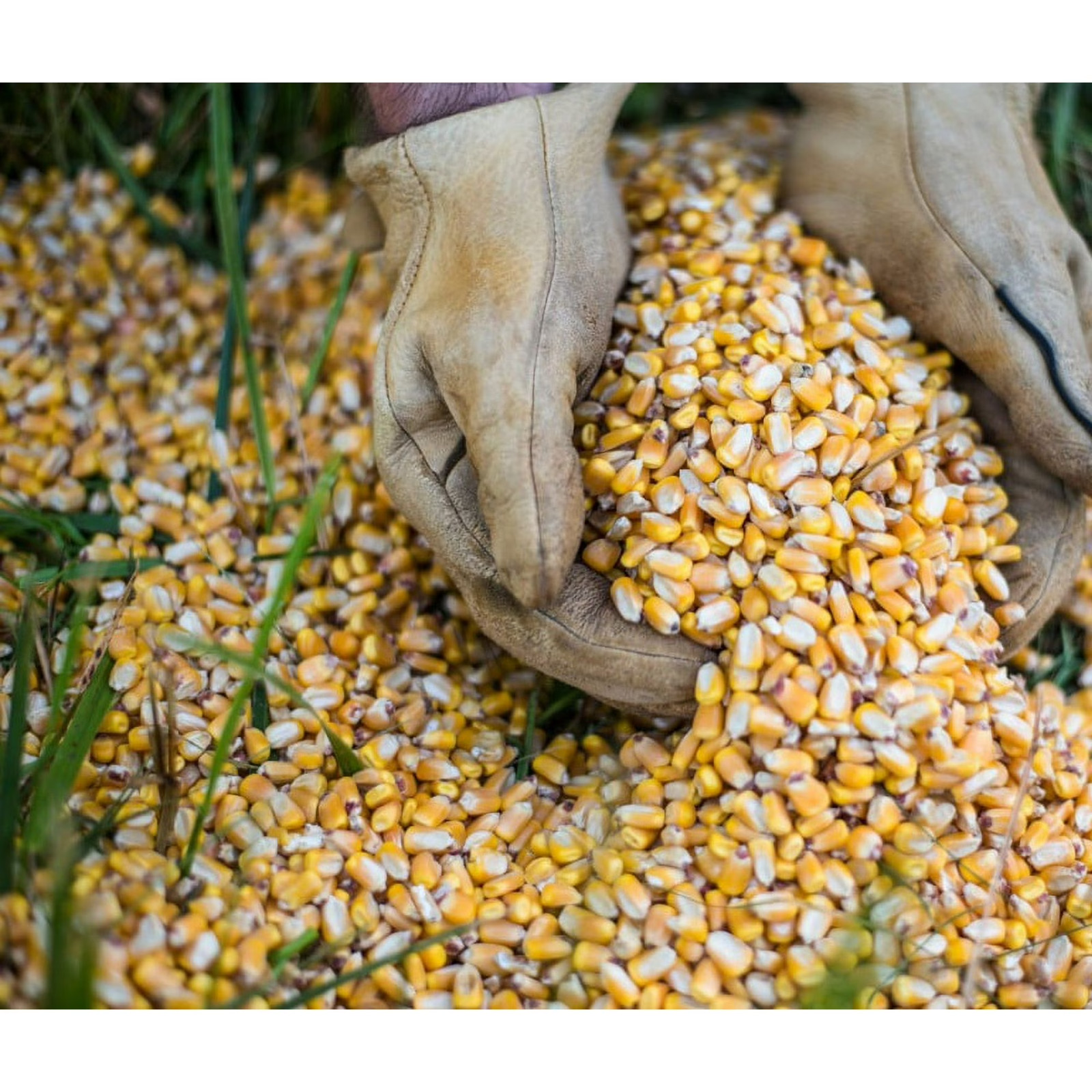 (4 pack) Manna Pro Top Score Double Duty Deer Corn - 35lb