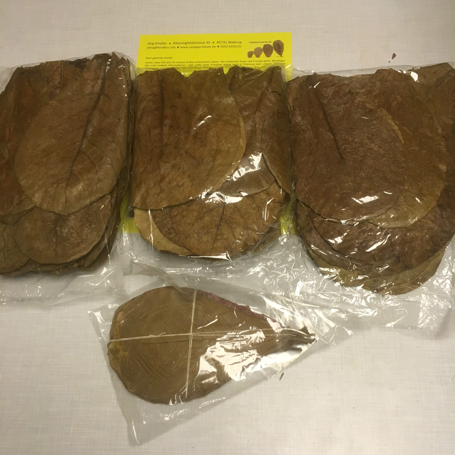 INDIAN ALMOND TERMINALIA CATAPPA LEAVES 100 top pieces (~7") KETAPANG ShipFree