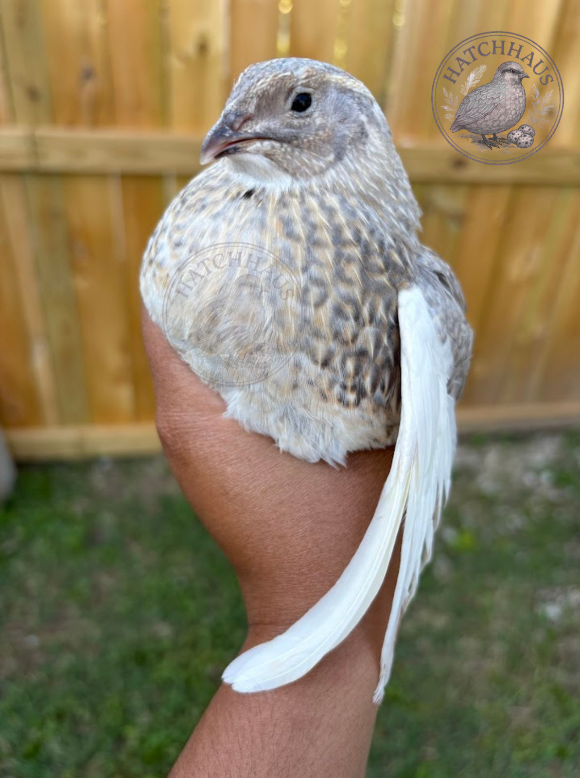 12 ASSORTED RARE COLORS Coturnix quail hatching eggs - mixed variety