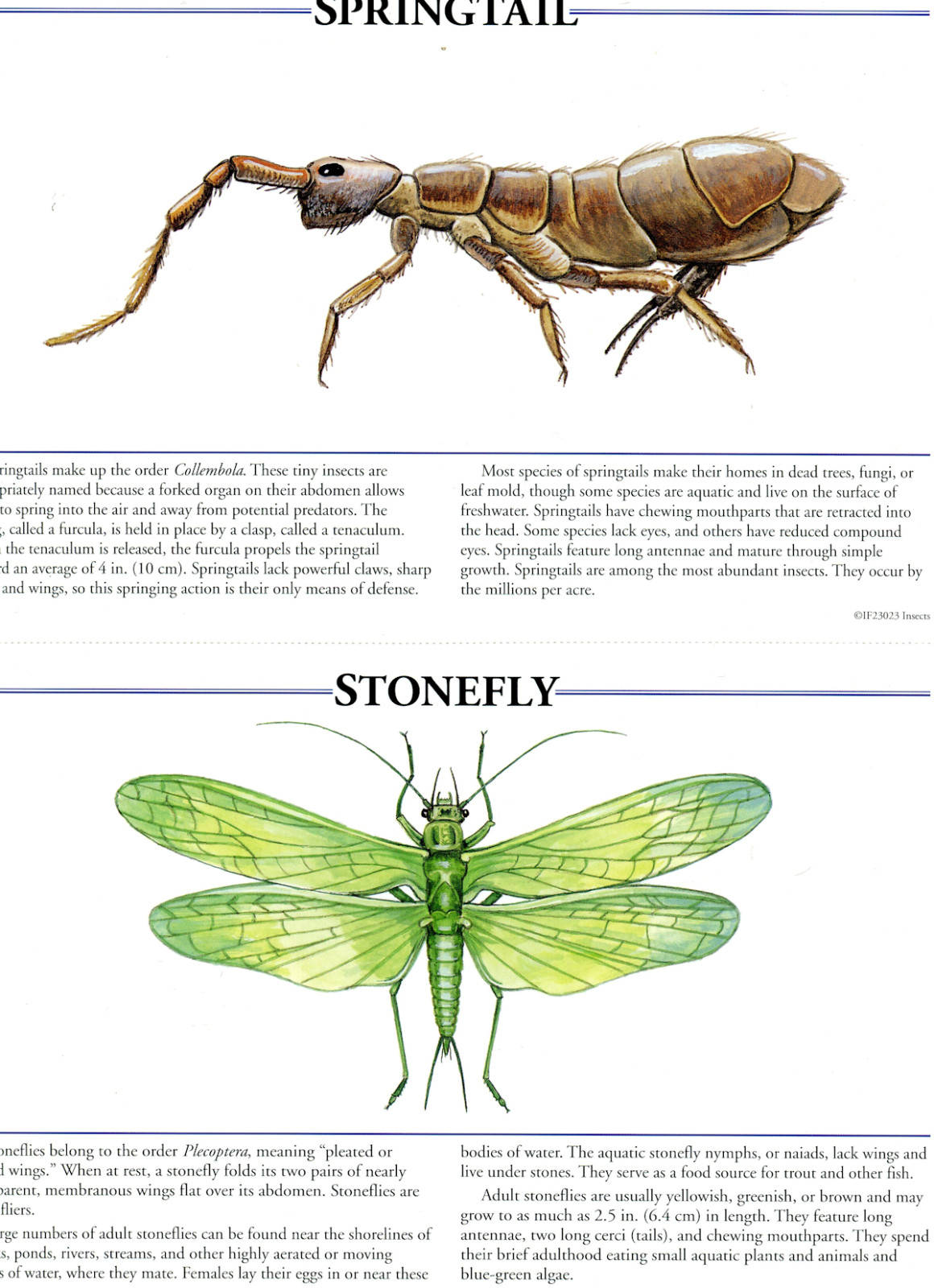 Springtail & Stonefly Illustration Color Print Poster Bug Insect Picture Art