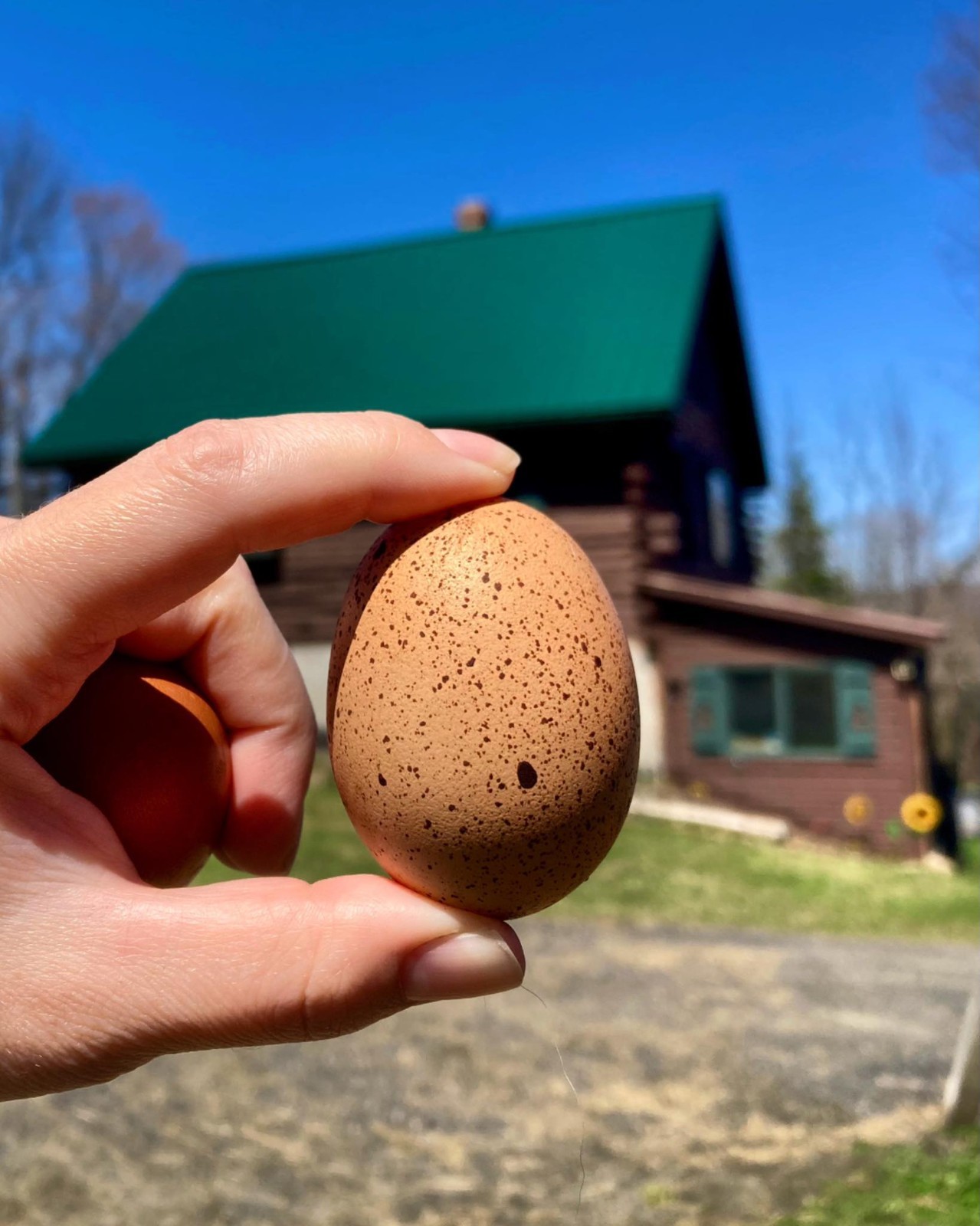 Rainbow Chicken Hatching Eggs🌈