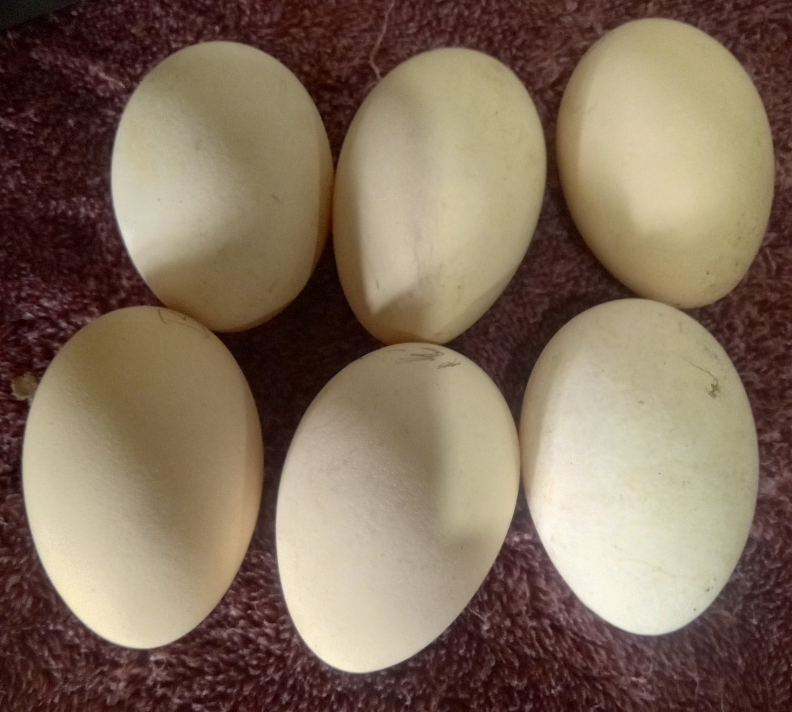 6+ rare Belgian Liege hatching eggs