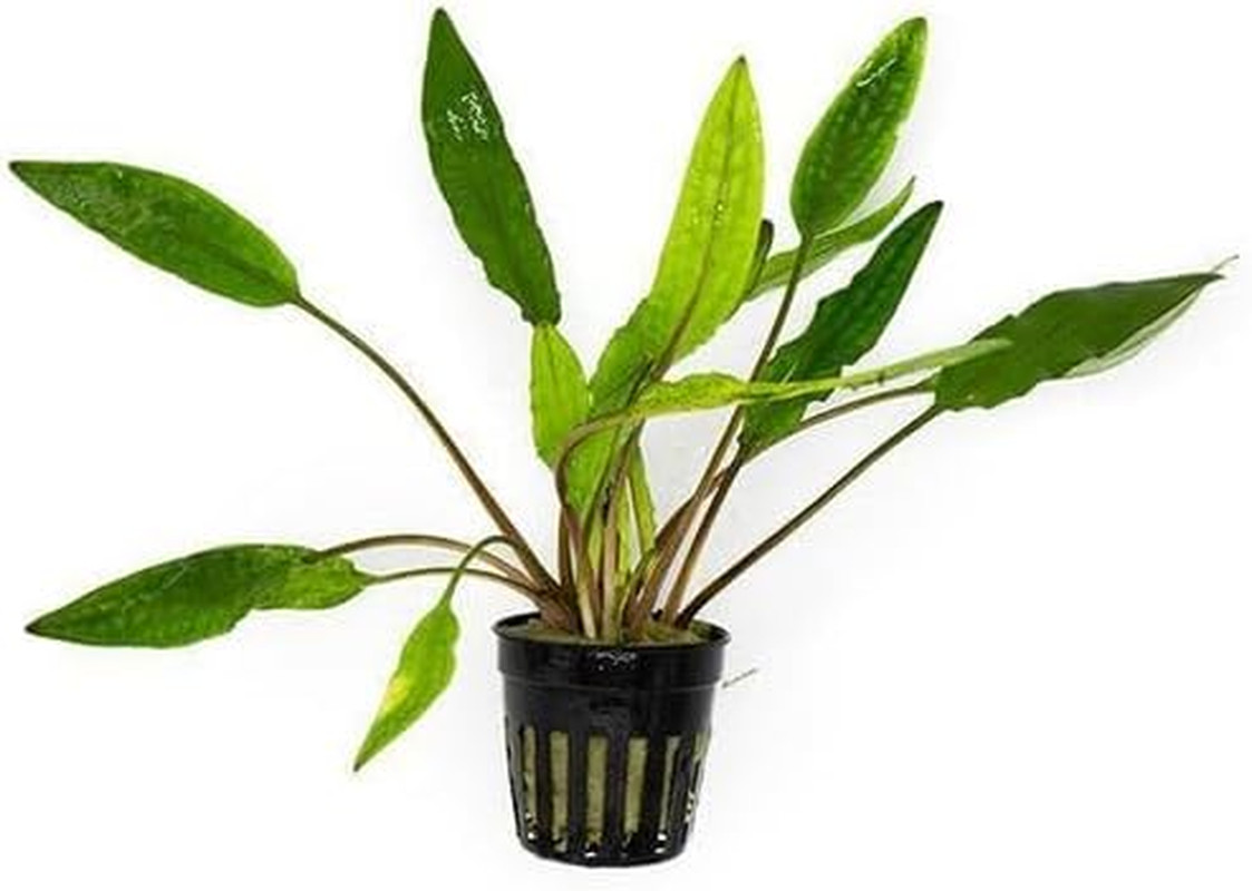 Cryptocoryne Live Aquarium Plants - Freshwater Plant for Aquariums, Planted Fish