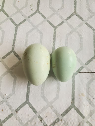 4 Fresh Celadon Quail Fertile Hatching Eggs Shipped Securely