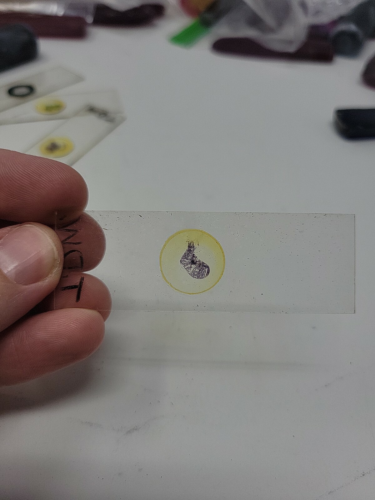 Vintage Microscope Slide 1941