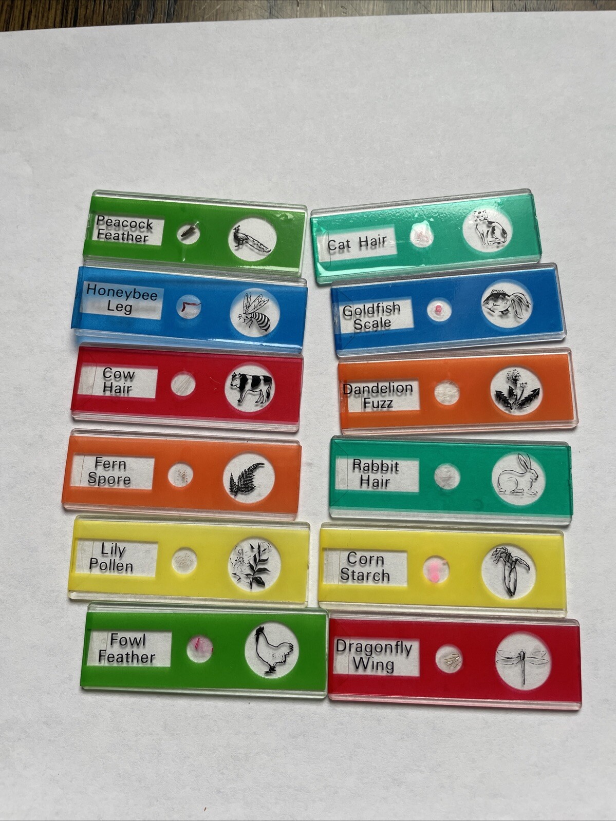 12 Pieces of Animal and Plant Specimens Set Insect Plastic Section Teaching