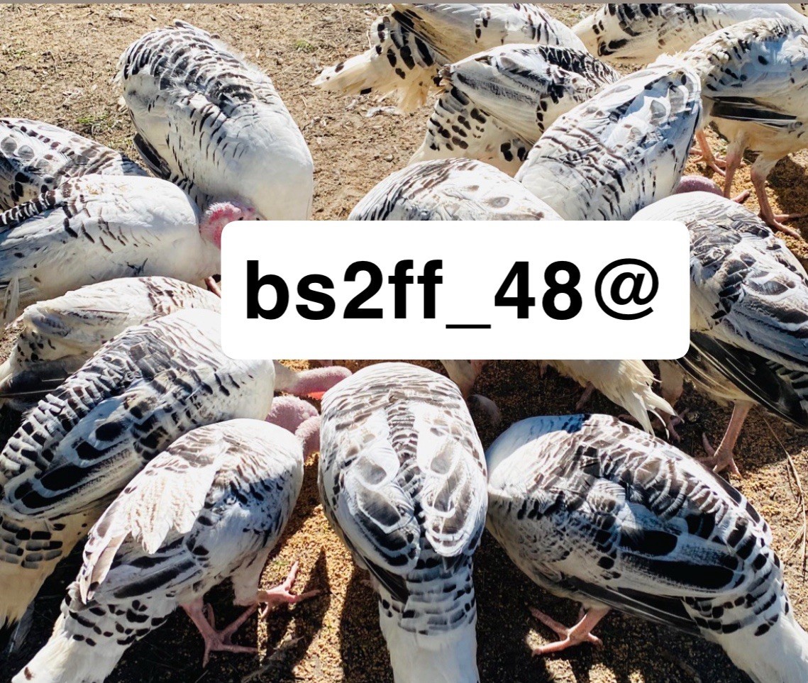 12 Royal Palm Turkey Hatching Eggs