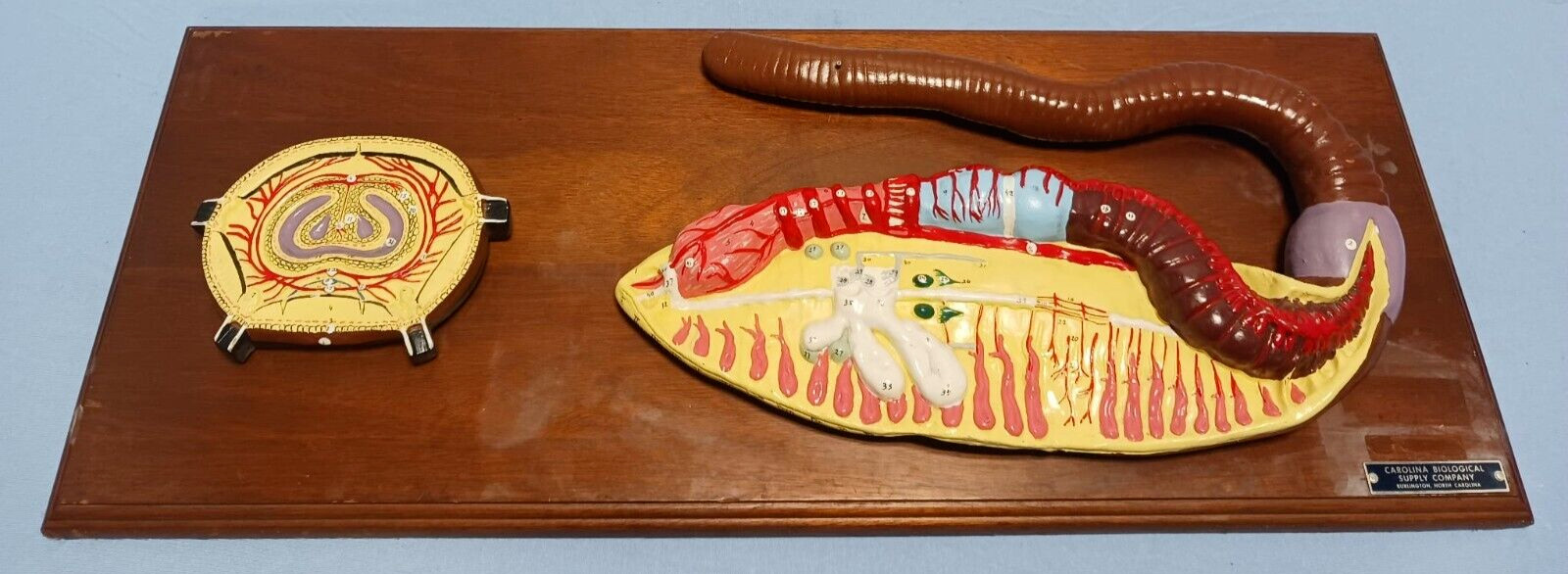 Vintage Carolina Biological Supply Company Earthworm Anatomy Model Display
