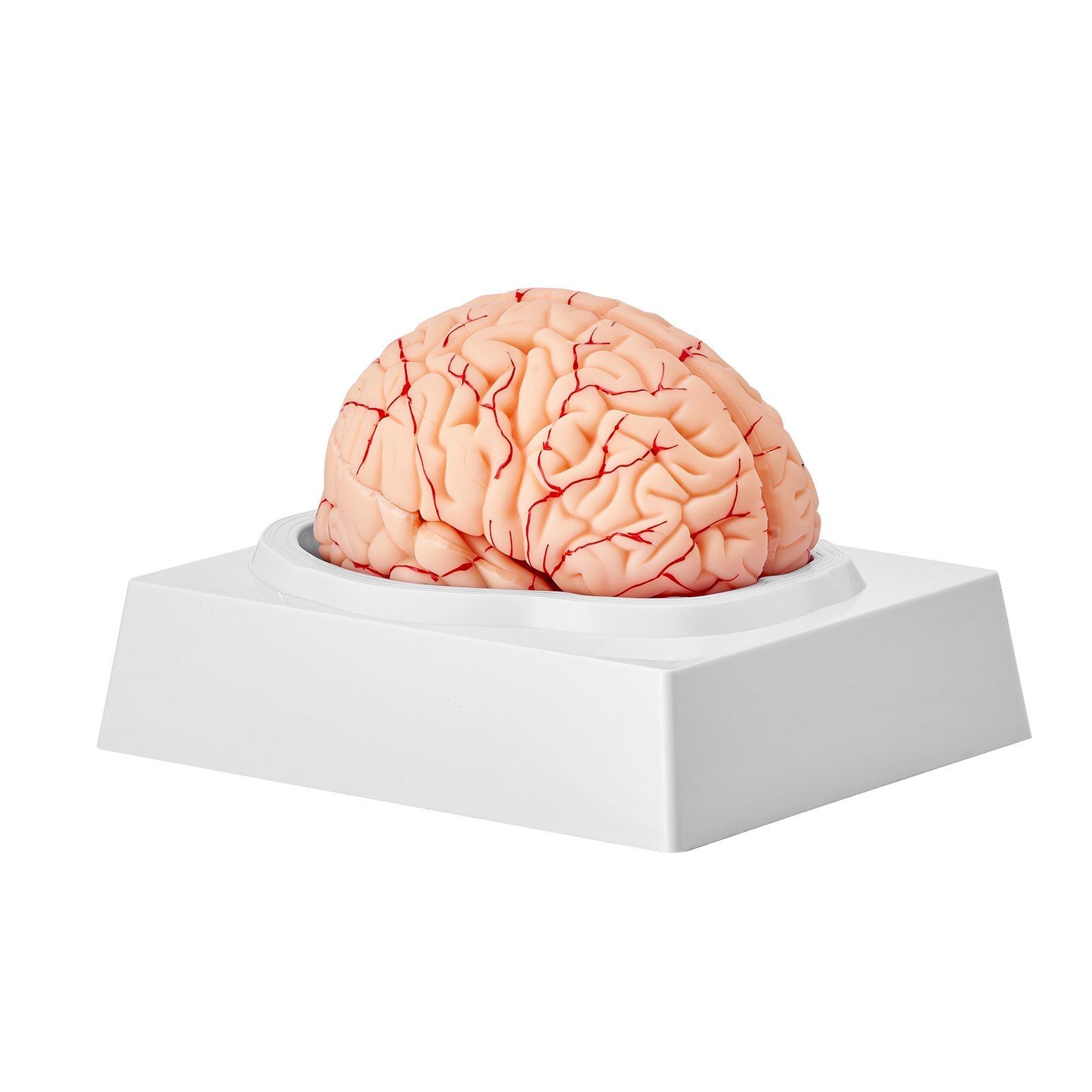 9-Part 1:1 Human Brain Teaching Model, PVC, Labeled & Display Ready