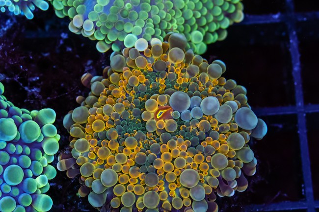Camo Yuma Mushroom WYSIWYG - SAQ Coral Farm
