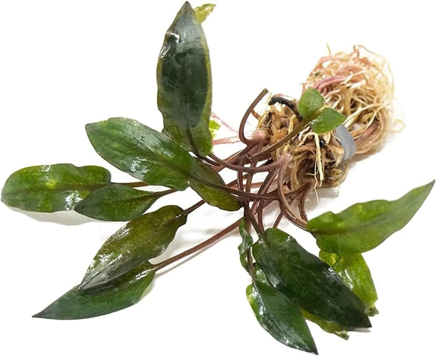 Cryptocoryne Wendtii Red Live Aquarium Plant | Buy 2 Get 1 Free