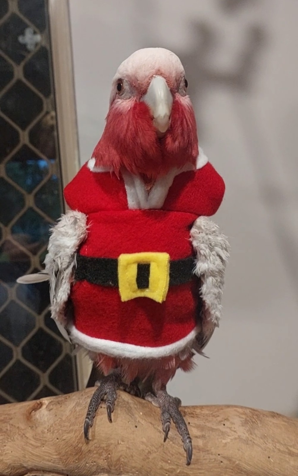 Santa Baby Hoodie