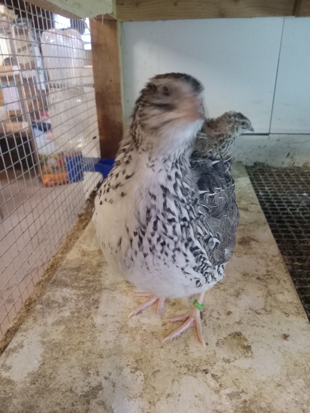 24 Falb Fee Coturnix Quail Hatching Eggs