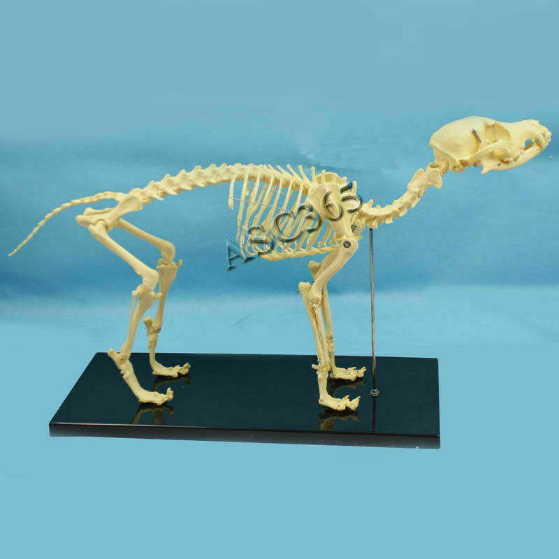 Model Canine Skeleton Standard Size Dog Display Lab Study Veterinary Animal