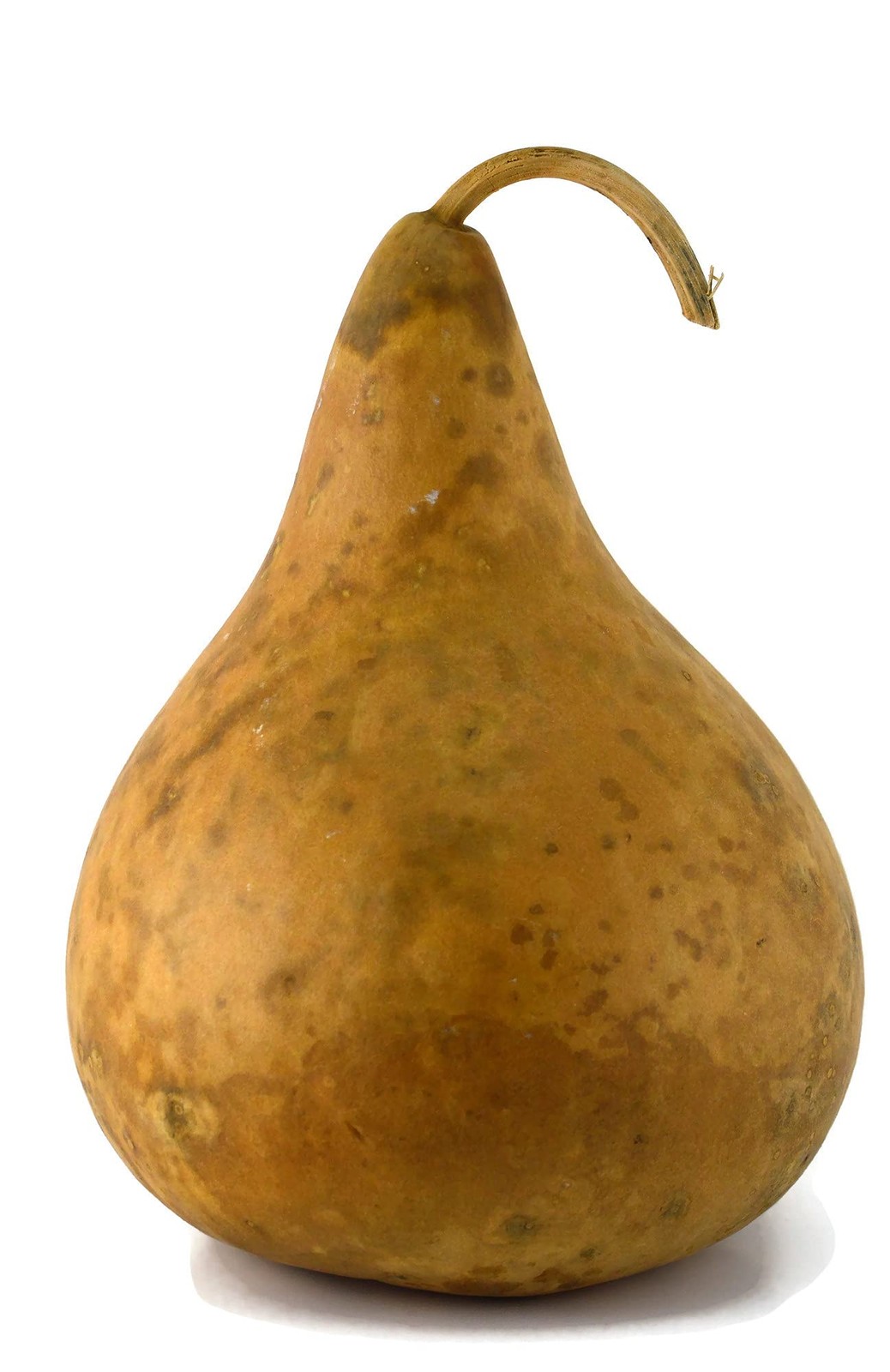 Purple Martin Dried Gourd - Natural Crafting & Decor - 9-11" Tall, 7-8" Diameter