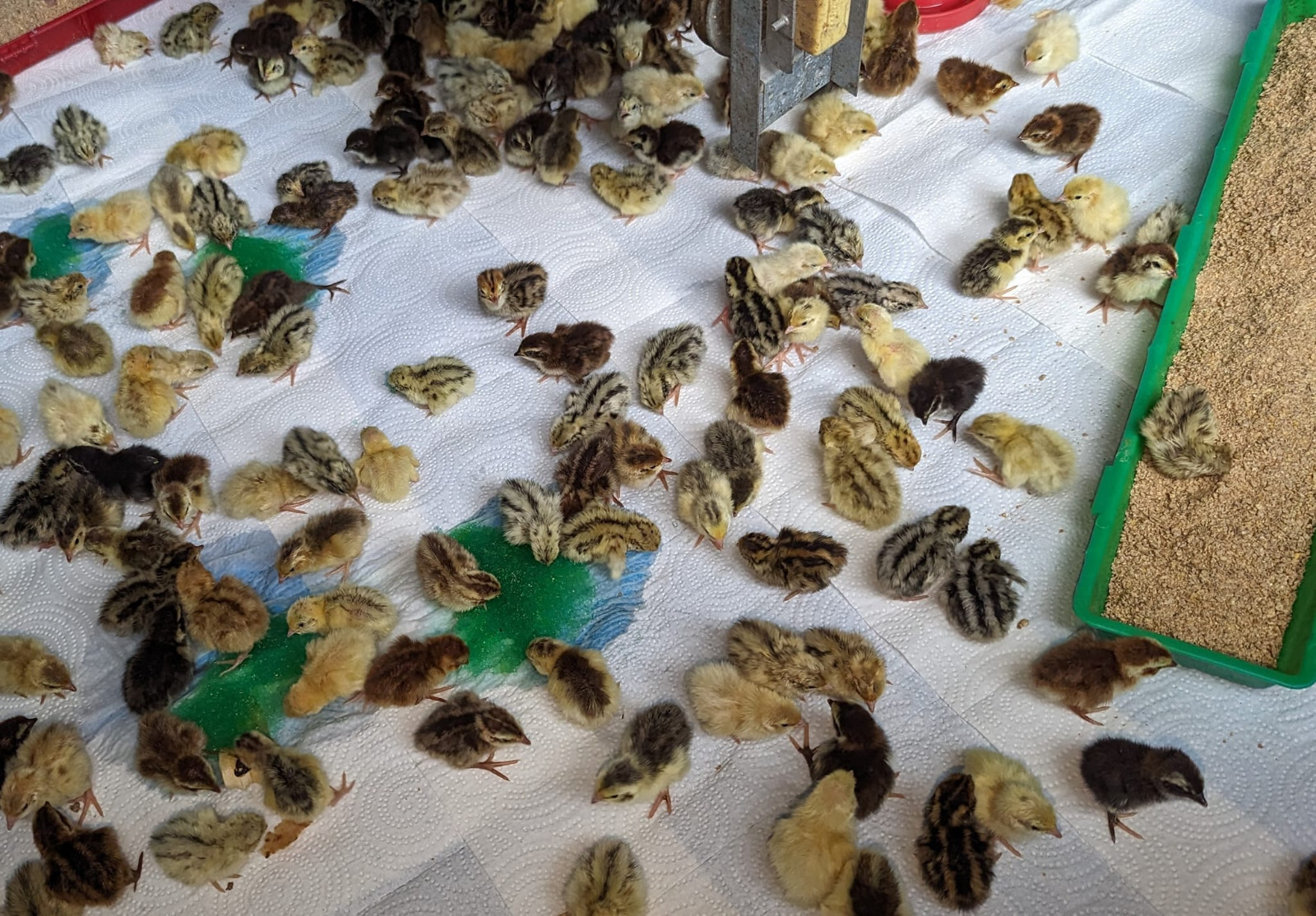 55 ++ Rainbow Coturnix Quail Hatching Eggs