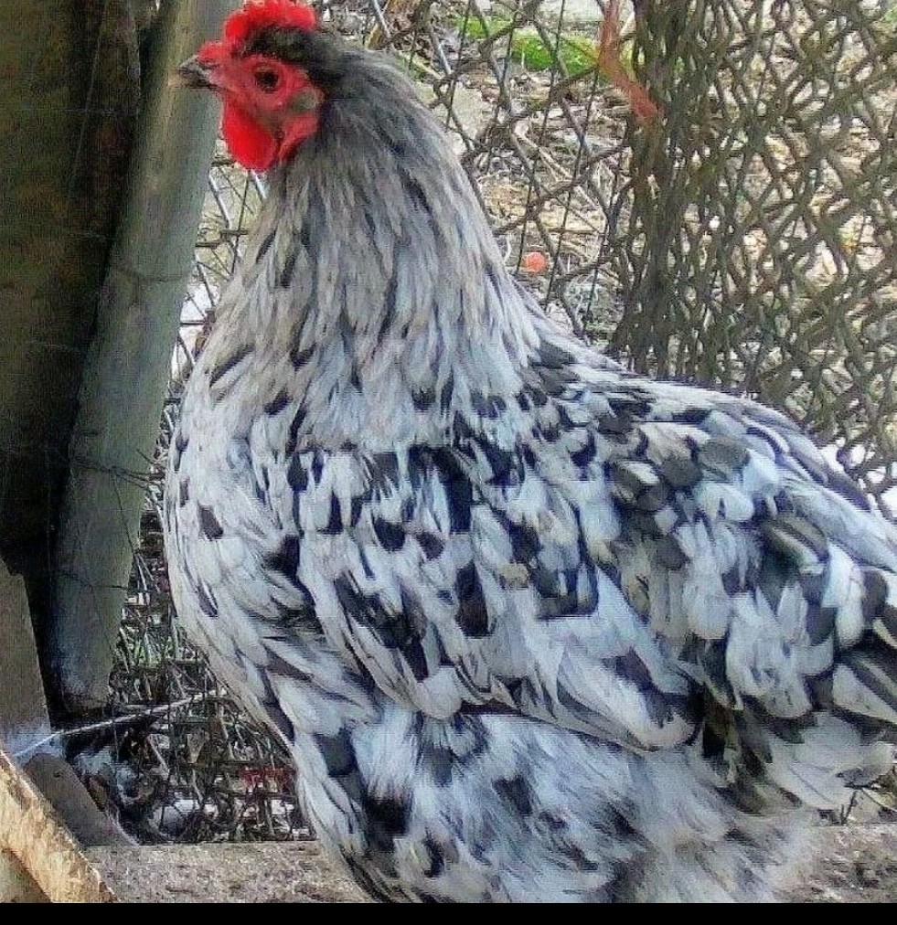 Surprise Hatching Eggs. Rare Breeds Full Blooded 12 Eggs.