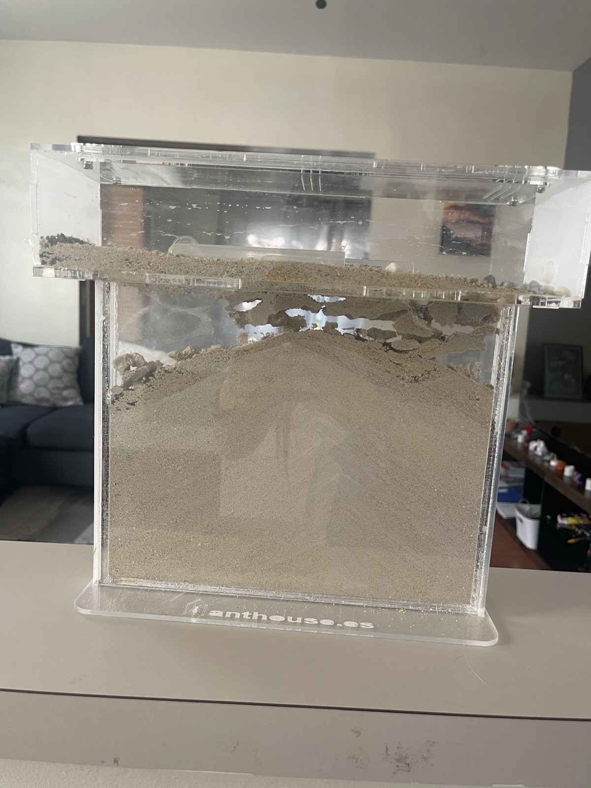 Ant House