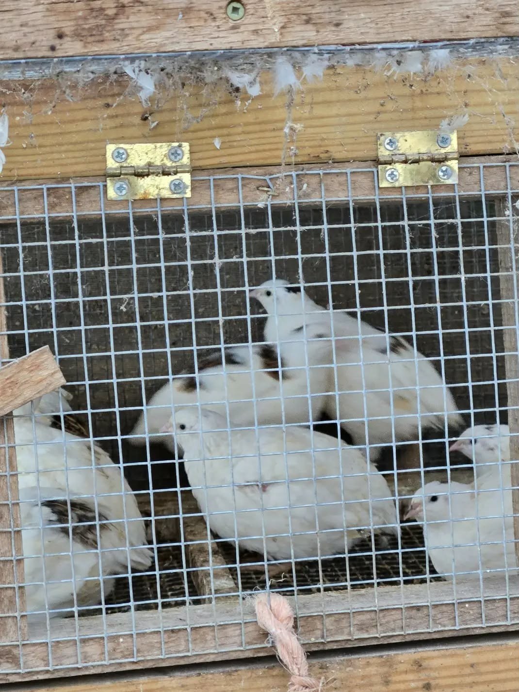 25 + JUMBO WHITE Quail Hatching Eggs