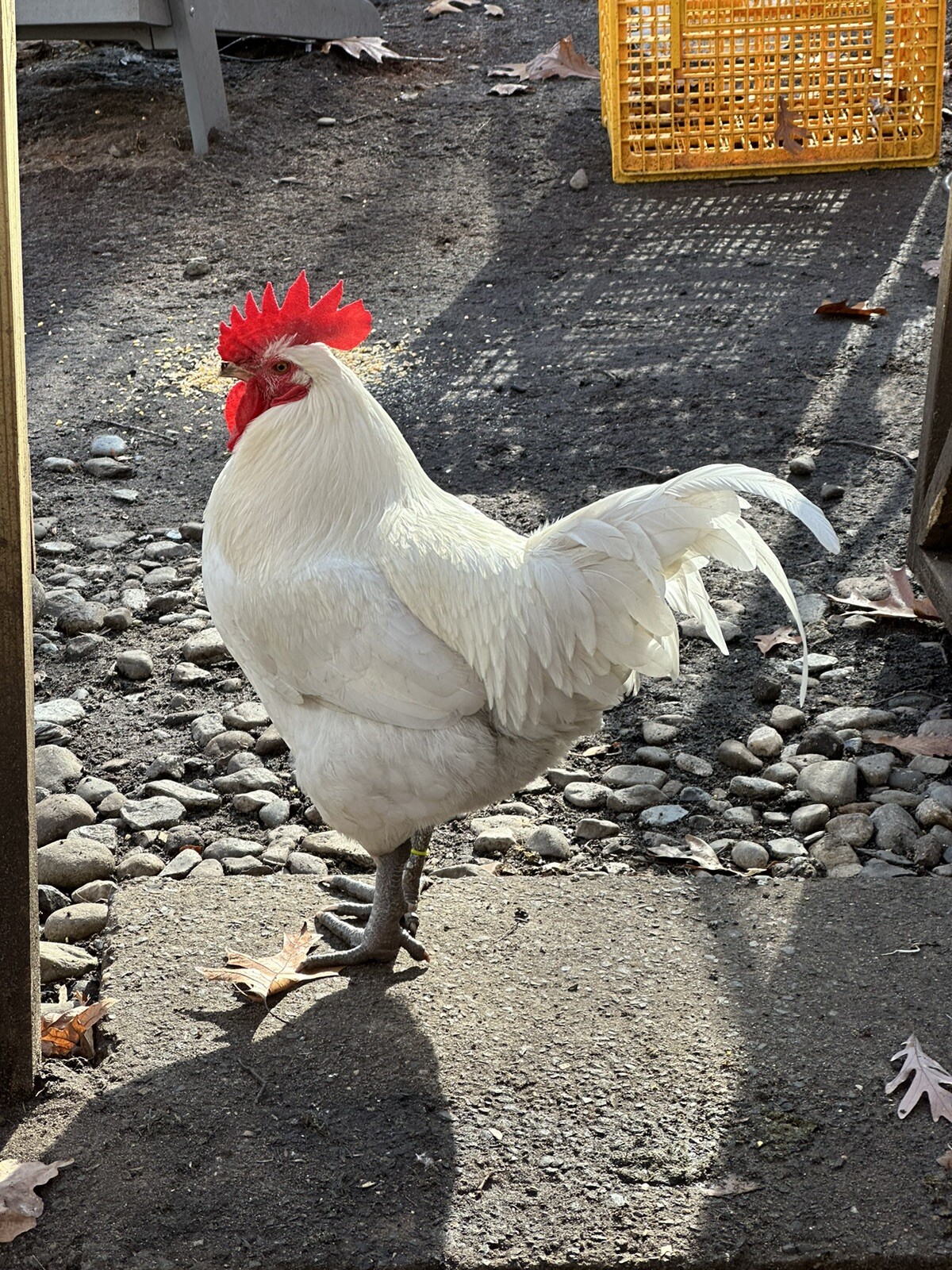 12+2American Bresse Npip Hatching Eggs     Nj Bresse Farm. LLC