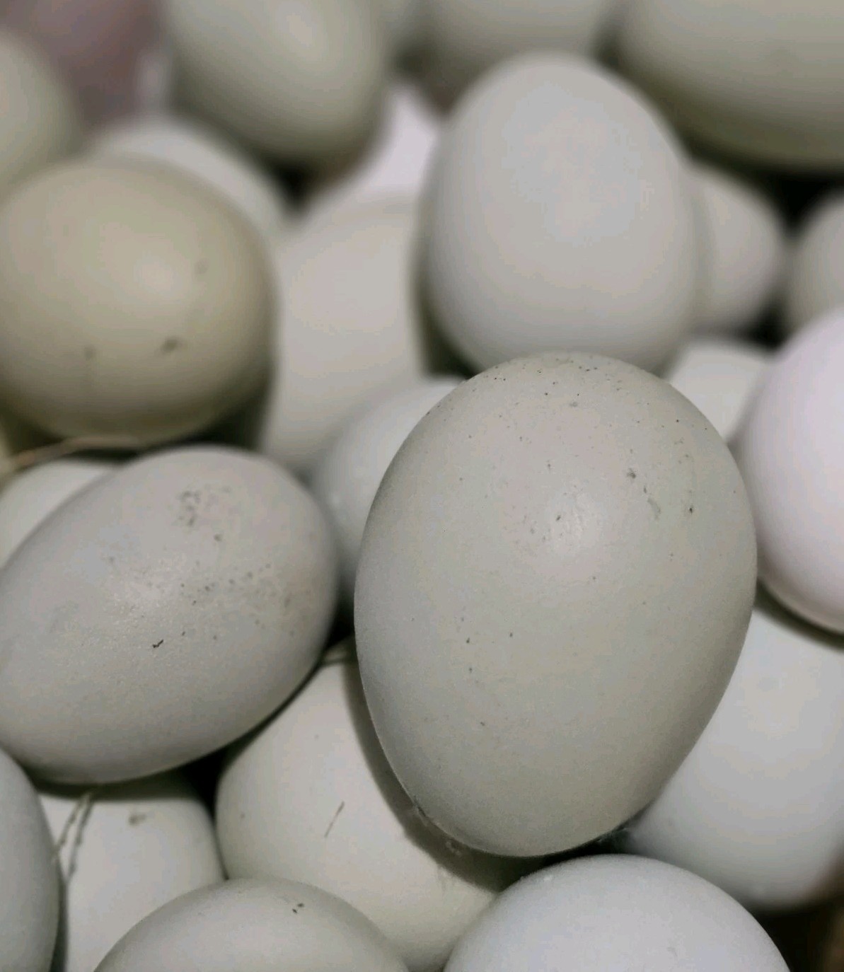 12+ bantam/easter egger cross, possible purebreeds!!