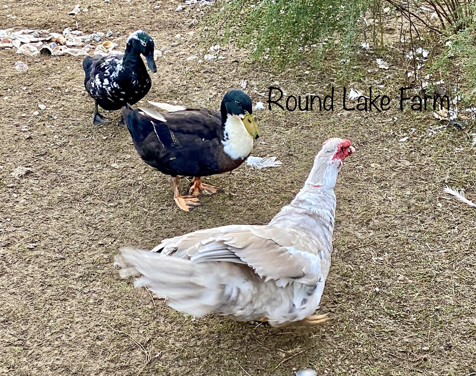 3+ Fertile Duck Hatching Eggs Barnyard Mix