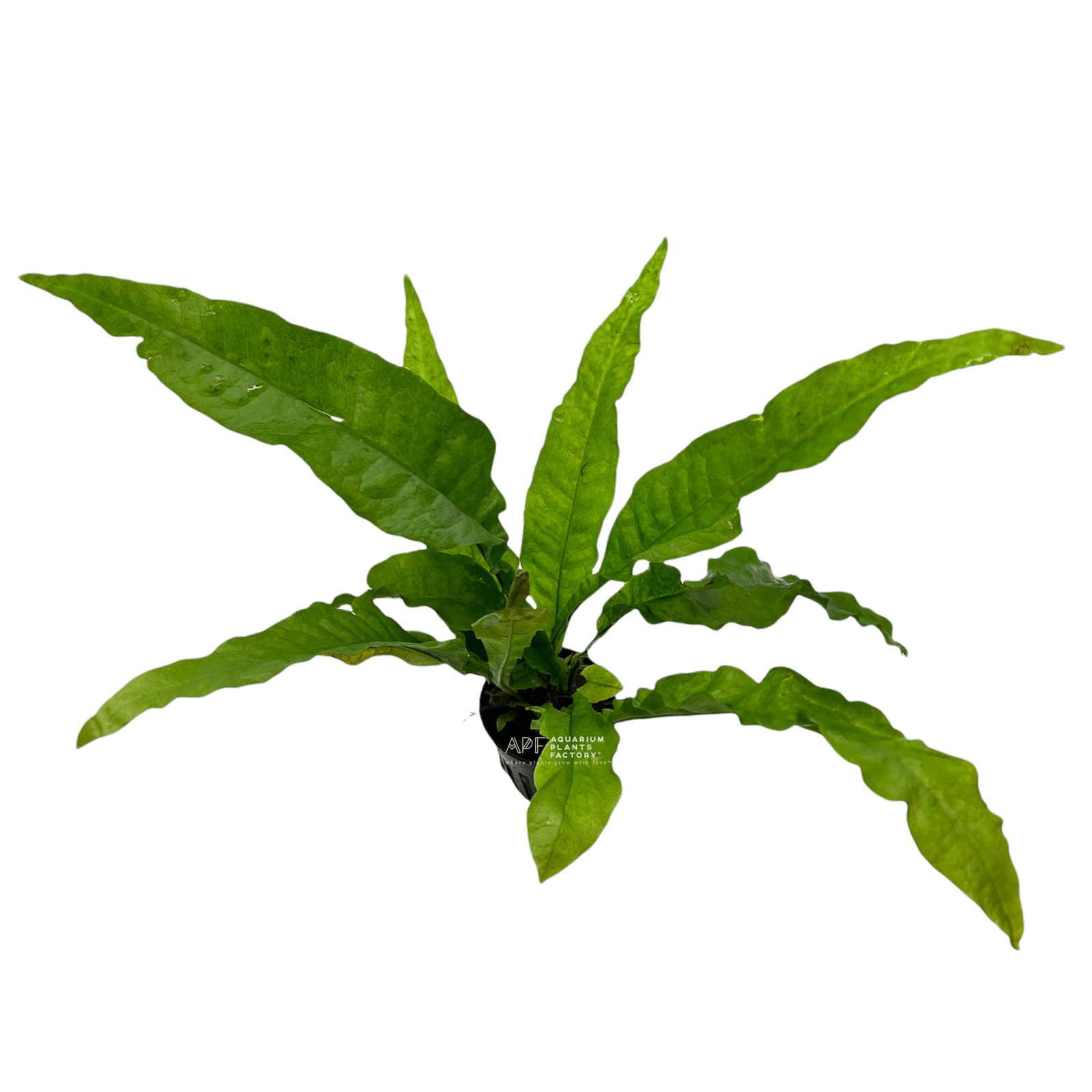 Java Fern Latifolius | Aquarium Plants Factory®