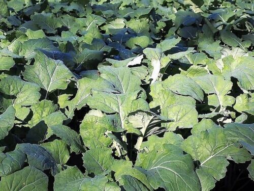 600 Kale Seeds Premier Early Vegetable NON-GMO US SELLER FREE SHIPPING