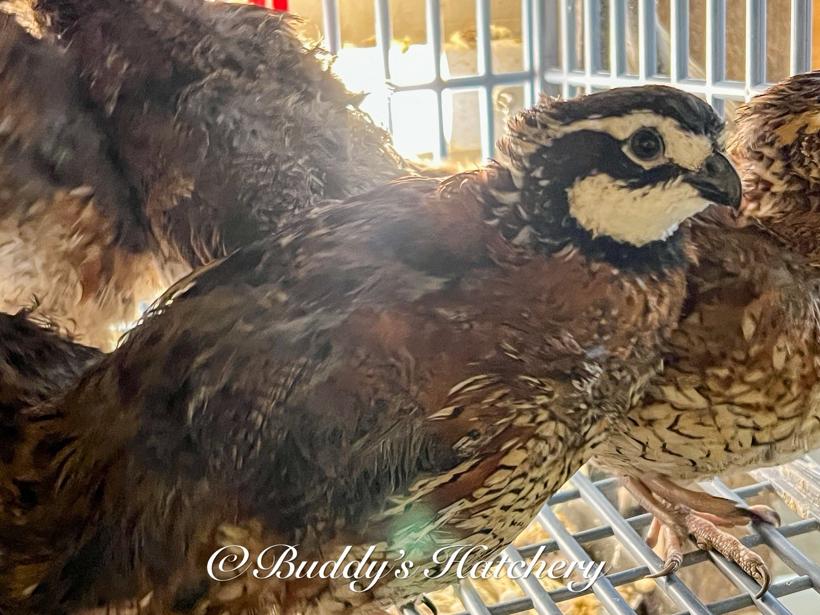 20++Georgia Giant Bobwhite Quail Fertile Hatching Eggs