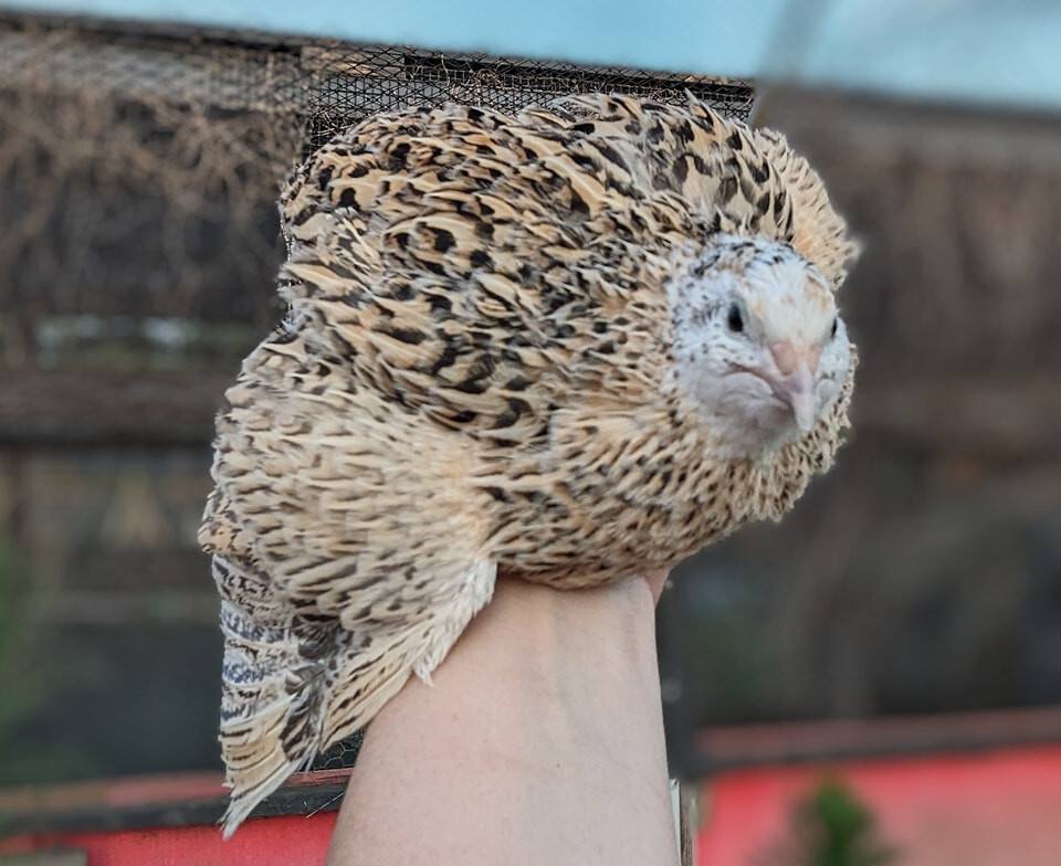 75 ++ Rainbow Coturnix Quail Hatching Eggs NPIP