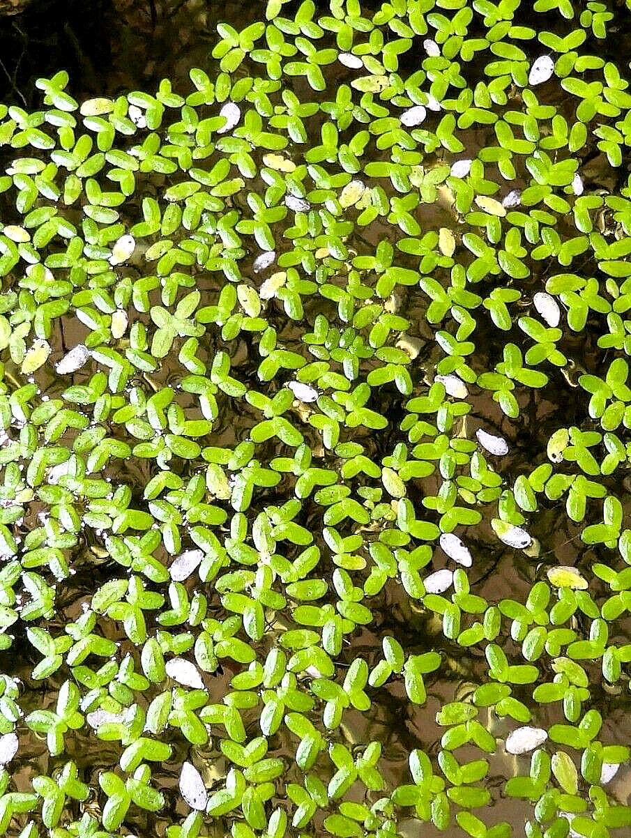 PK Endlers - Duck Weed (Lemnoideae)