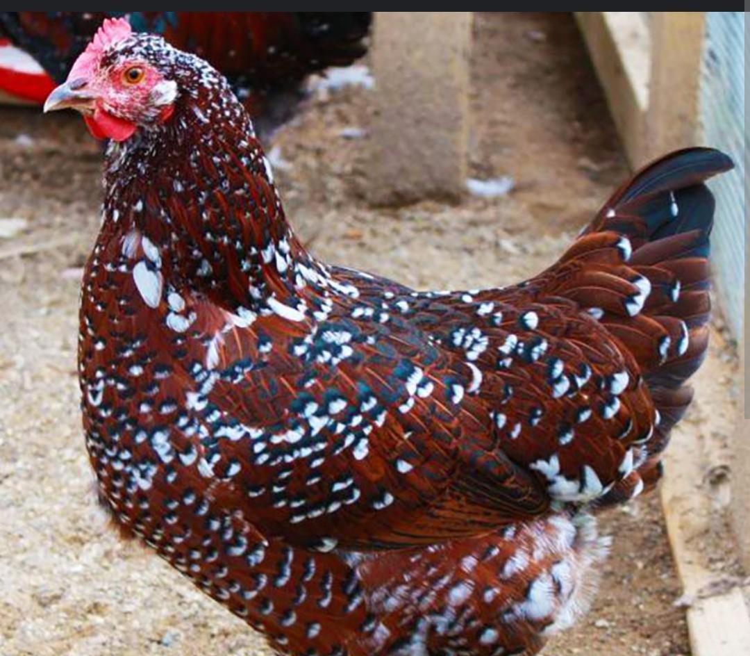 8 Speckled Sussex Hatching Eggs