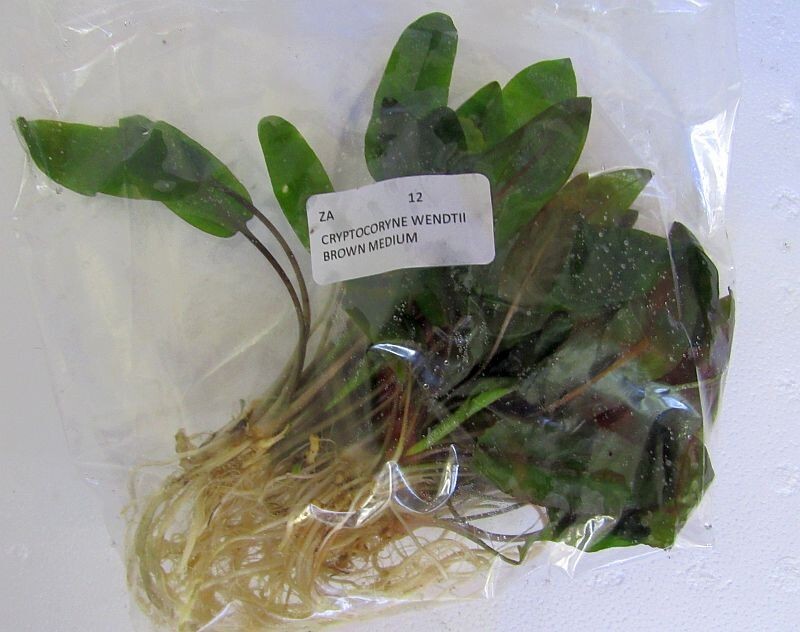 12 medium crypt wendtii brown/bronze