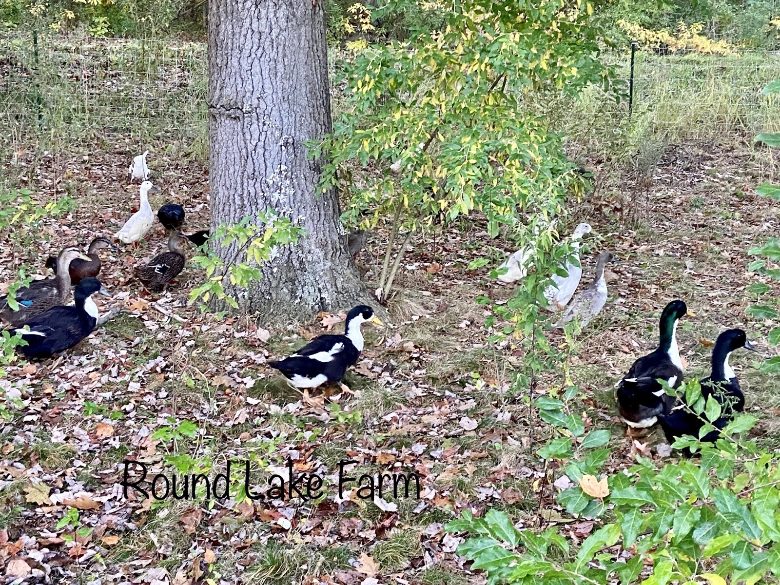 3+ Fertile Duck Hatching Eggs Barnyard Mix