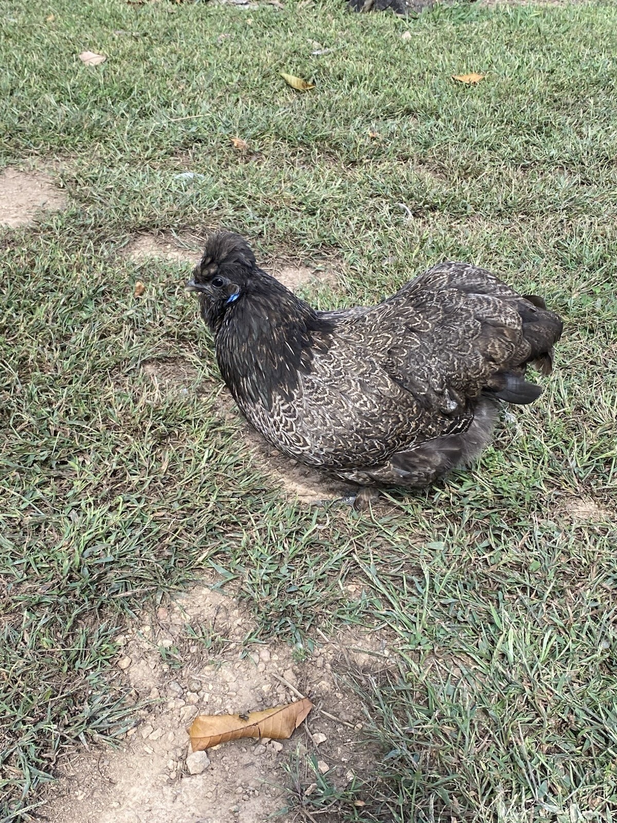24 Bearded Silkie Hatching Eggs
