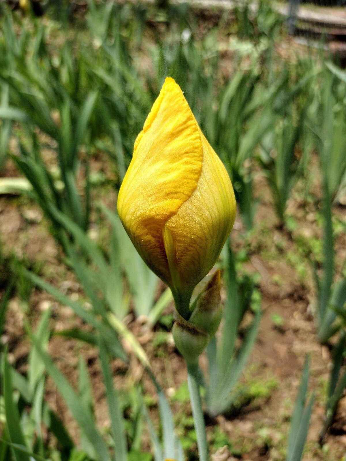 20x MIXED VARIETIES/COLORS BEARDED IRIS BULBS RHIZOMES