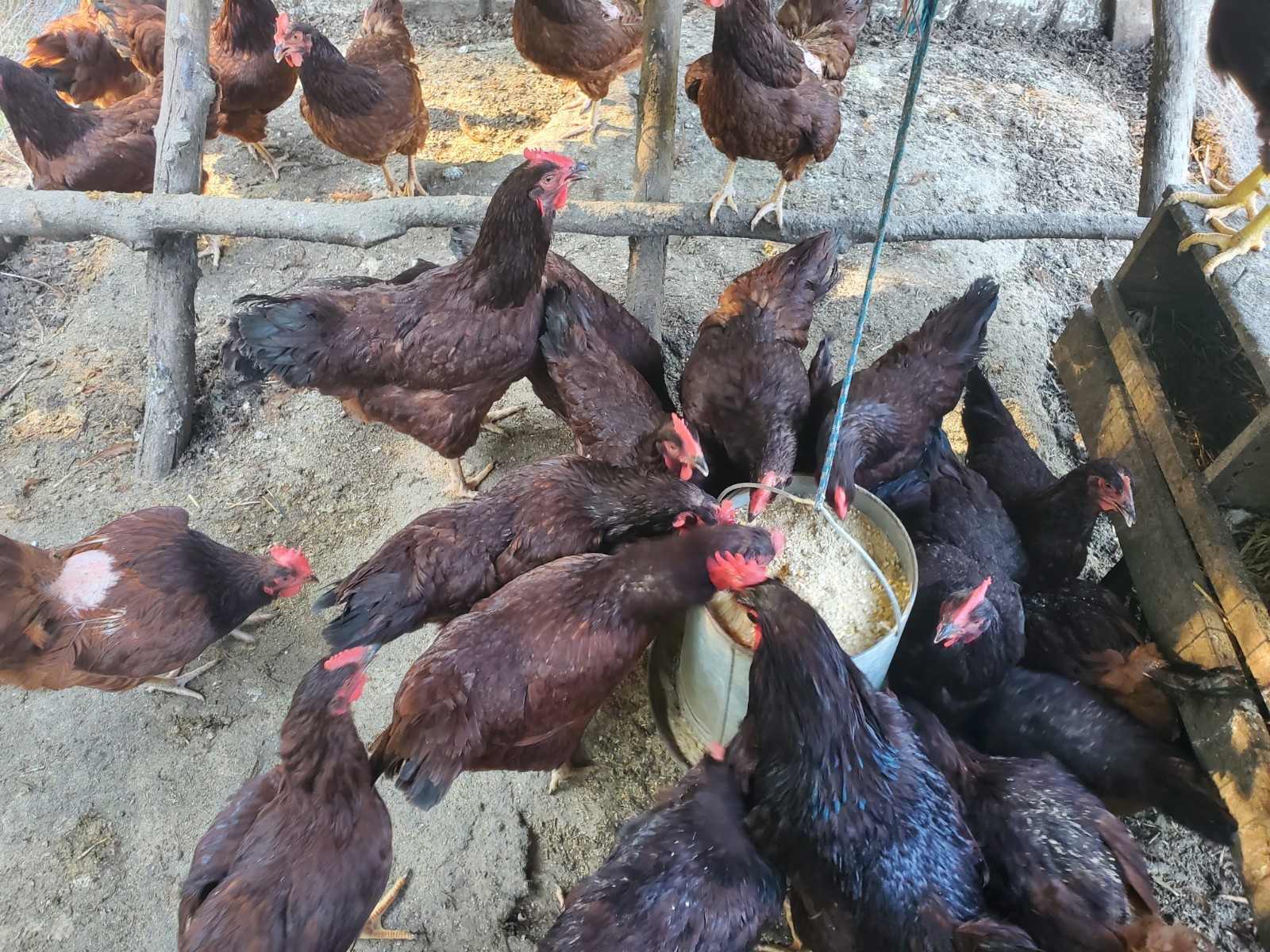 12 Exhibition Rhode Island Red Hatching Eggs