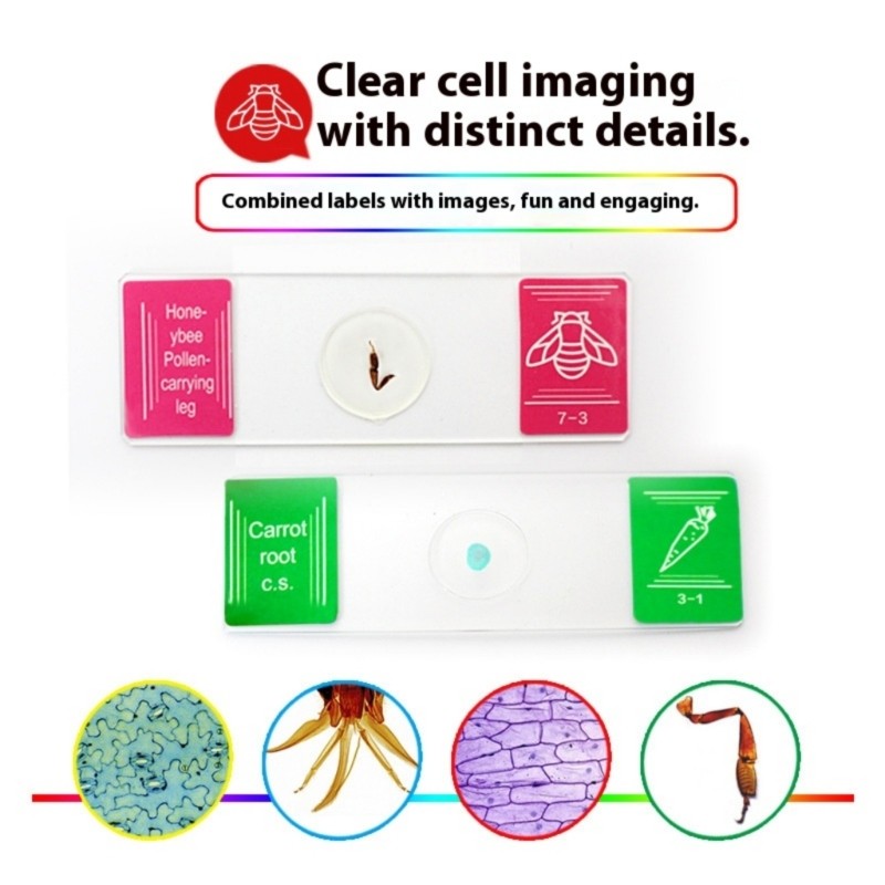 35PCS Biology Microscope Prepared Slides Seven Type for Lab Education