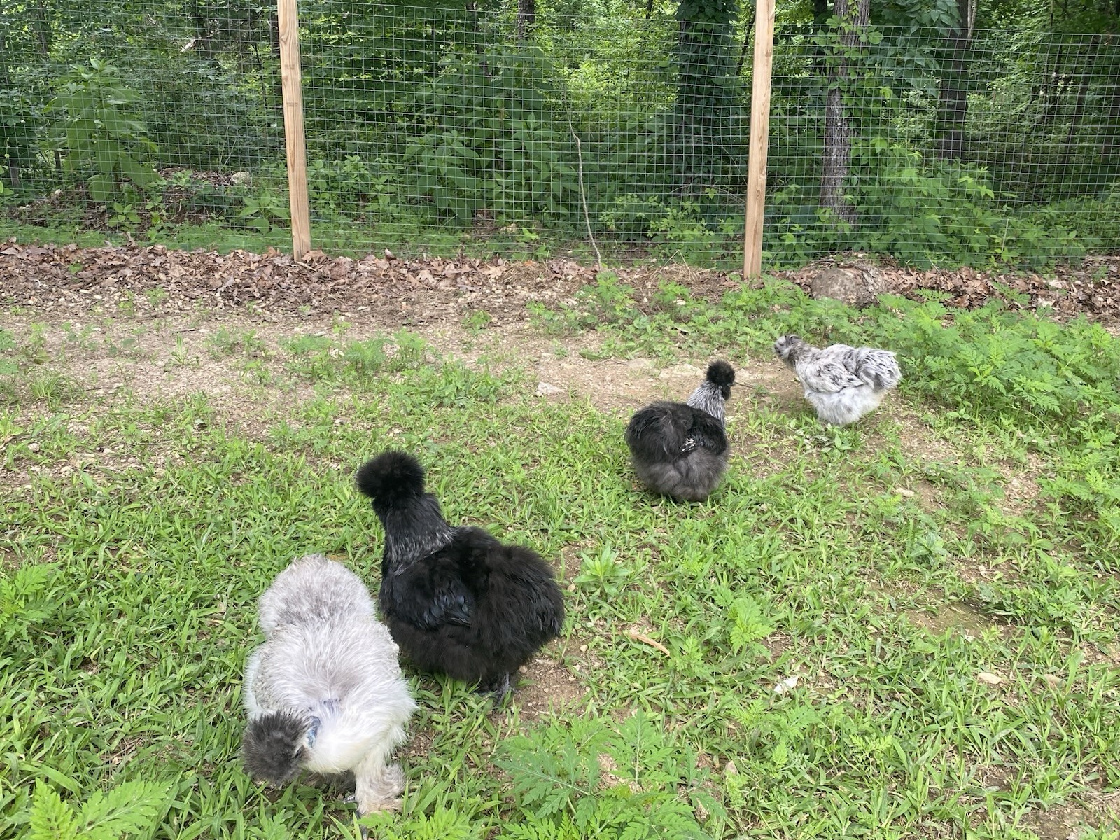 24 Bearded Silkie Hatching Eggs