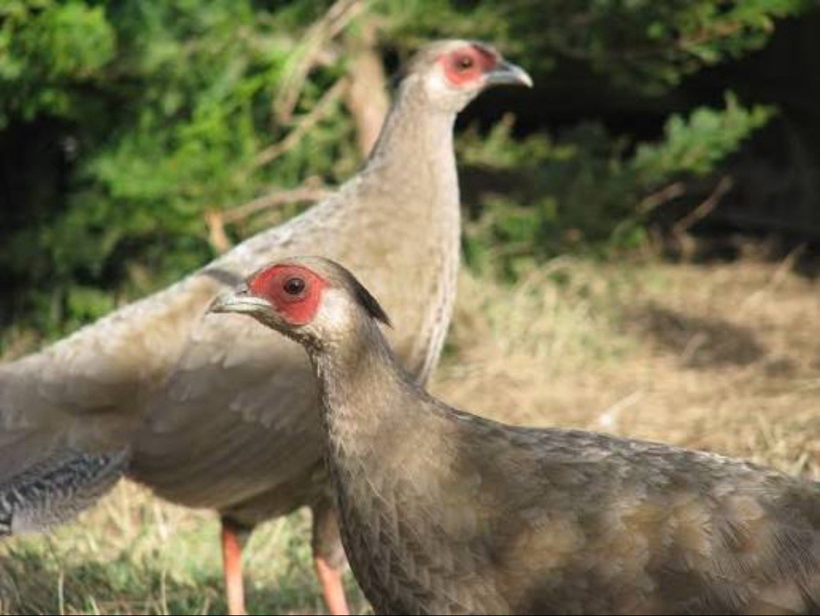 3 Silver Phesant Hatching Eggs