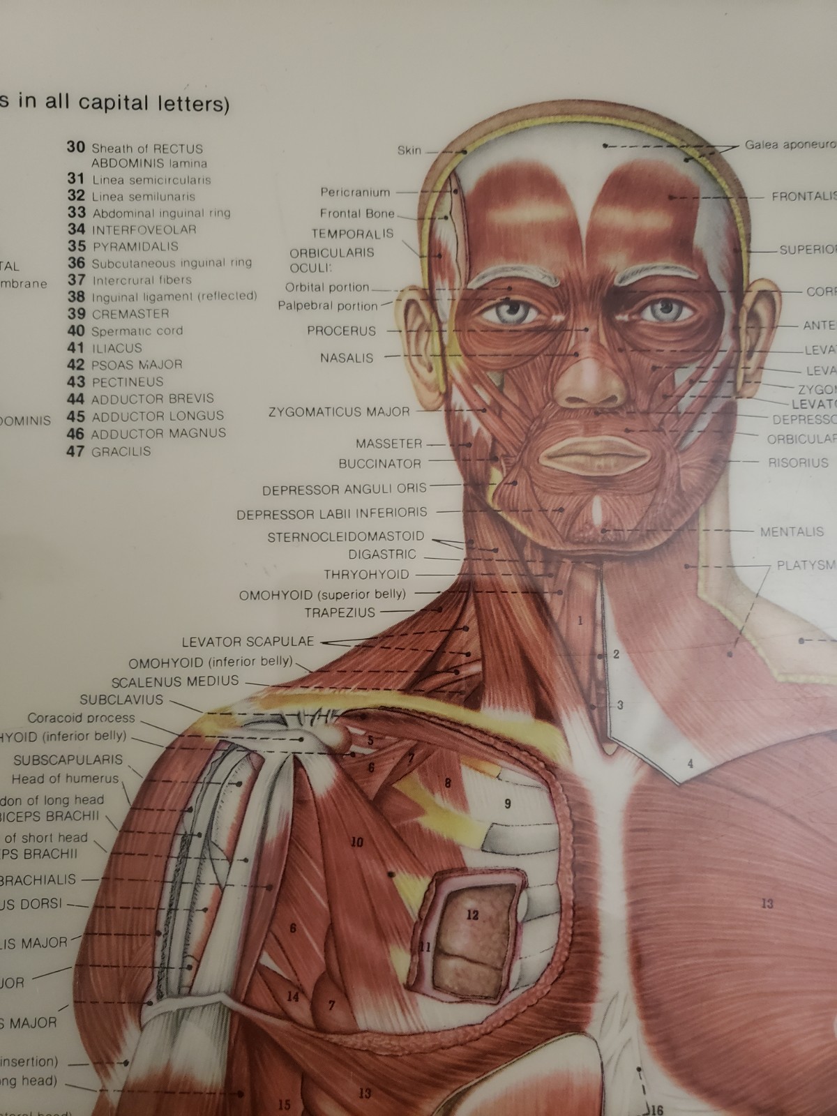 Posters Muscular System, Teeth, Head and Neck. Laminated Anatomical Charts 1981c