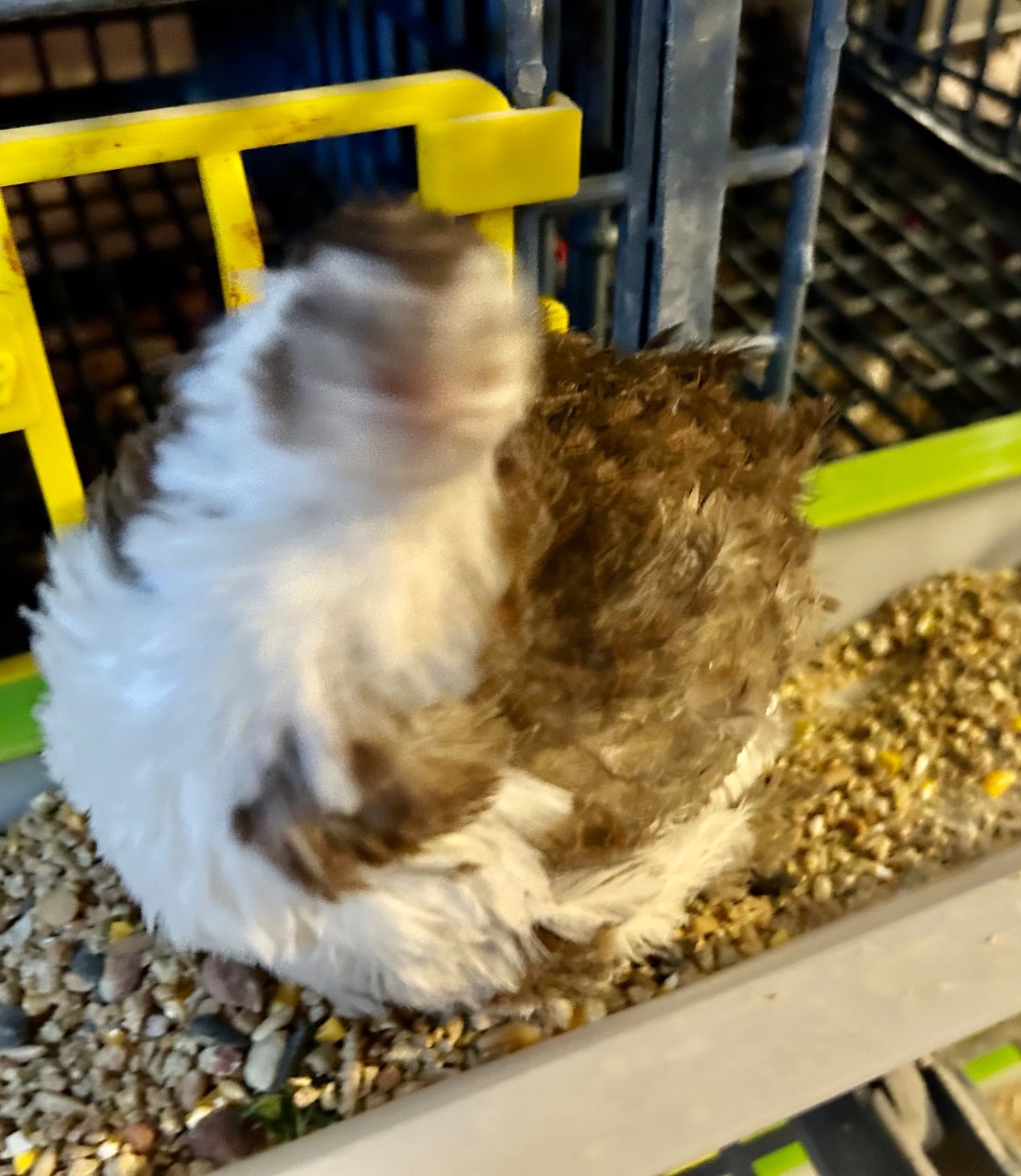 30+ Assorted Coturnix Quail Hatching Eggs - Ships FREE