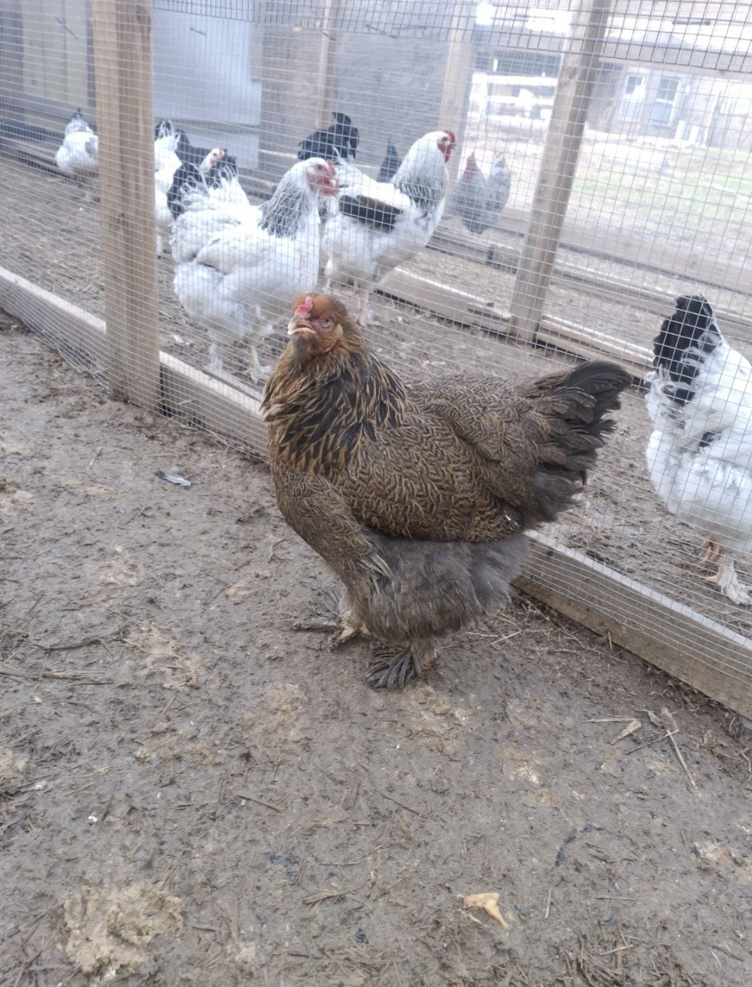 Gold/Blue Gold (Partridge) Brahma Hatching Eggs (12)