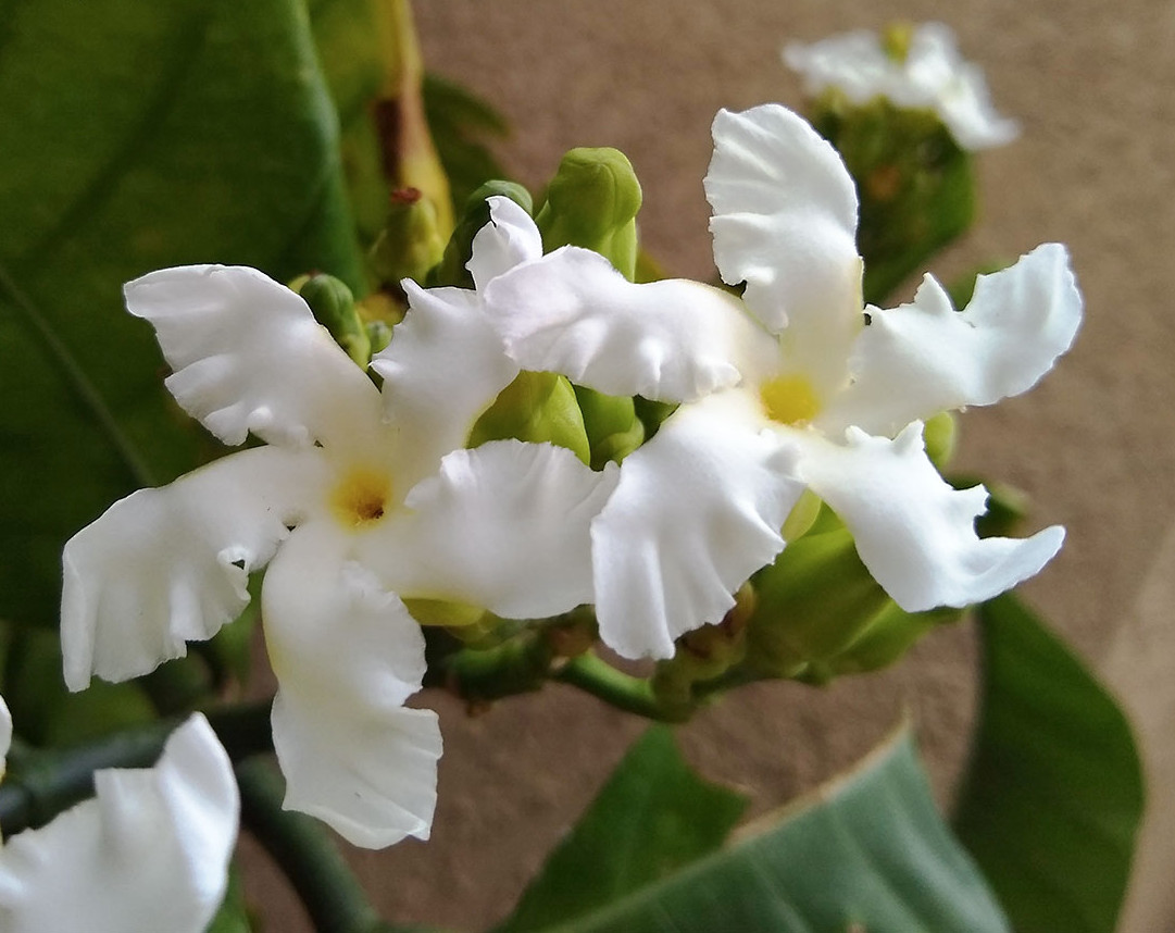LIVE PLANT Tabernaemontana Crassa Adams Apple Flower 3ft FRAGRANT